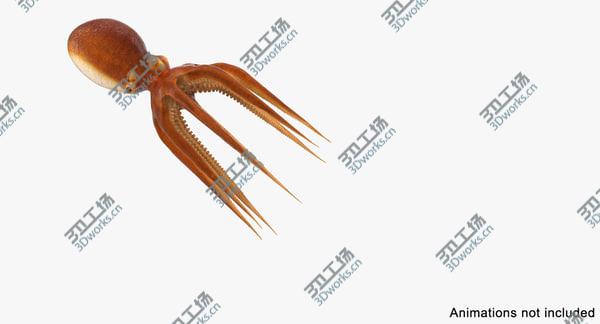 images/goods_img/20210312/Common Octopus Rigged for Cinema 4D/3.jpg